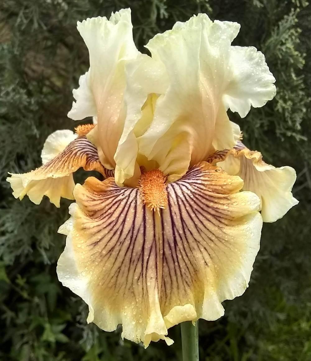 Photo of Tall Bearded Iris (Iris 'Escape from Boredom') uploaded by olga_batalov