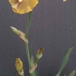 Location: San Diego, CA
Date: 2020-04-19
flowering in my garden, first time bloomer and not a huge plant e