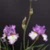 prolific bloomer, multiple stalks every year and 3 buds open at a