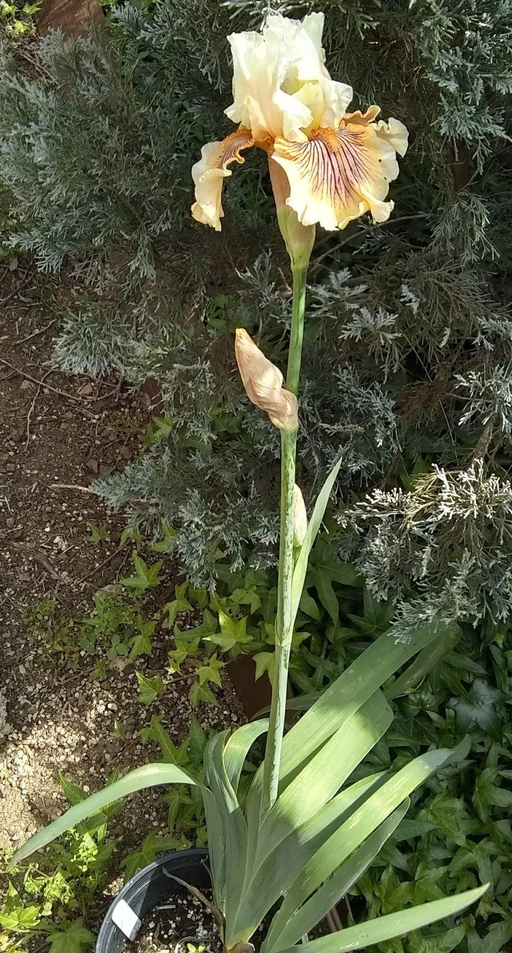 Photo of Tall Bearded Iris (Iris 'Escape from Boredom') uploaded by olga_batalov