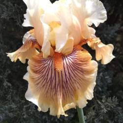 Location: San Diego, CA
Date: 2020-04-21
one of the irises I was pot-sitting for the SDIS spring sale
