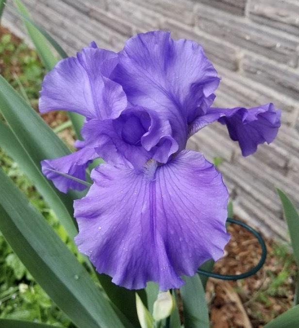 Photo of Tall Bearded Iris (Iris 'Breakers') uploaded by txtreehugger