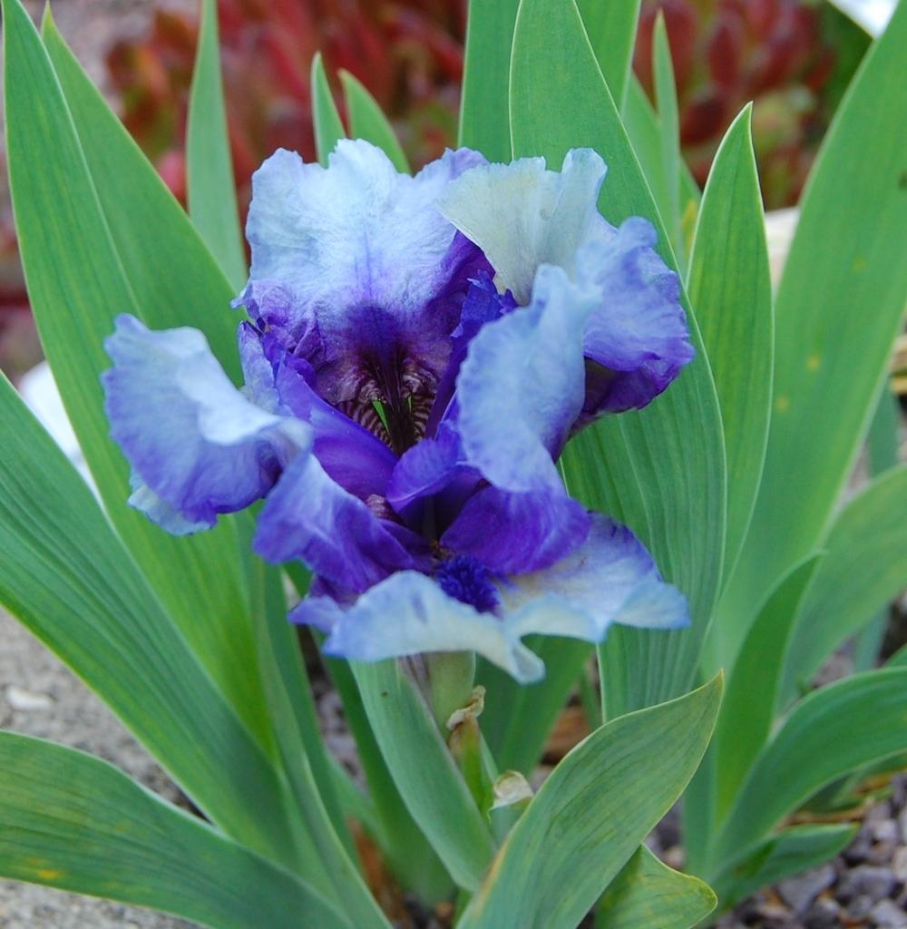 Photo of Standard Dwarf Bearded Iris (Iris 'Cookie Monster') uploaded by valleylynn