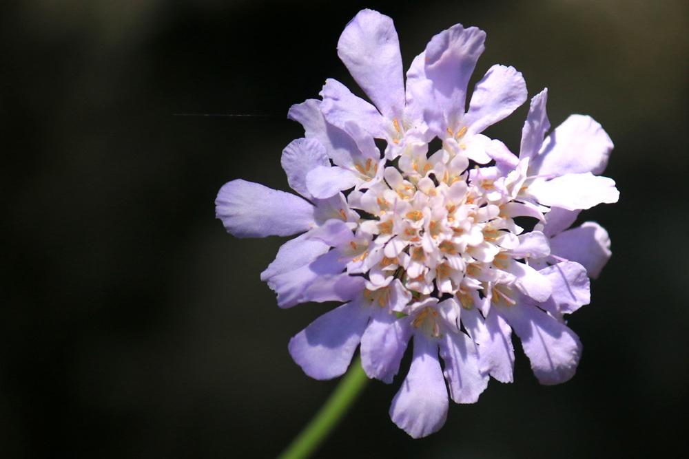 Photo of Pincushion Flower (Scabiosa) uploaded by GrammaChar