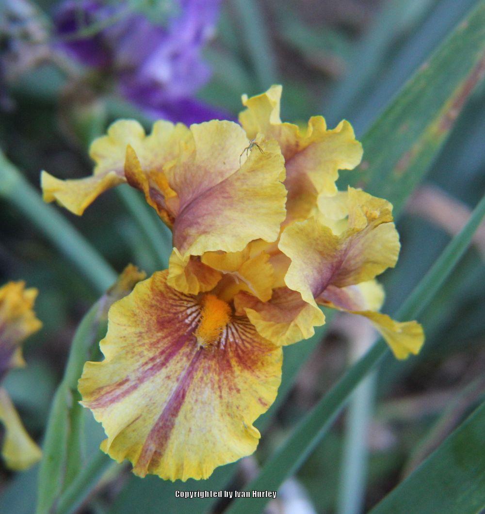 Photo of Tall Bearded Iris (Iris 'Infernal Fire') uploaded by Ivan_N_Tx