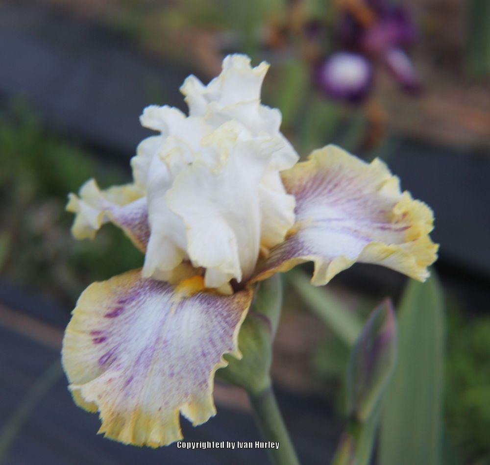 Photo of Tall Bearded Iris (Iris 'Ring Around Rosie') uploaded by Ivan_N_Tx