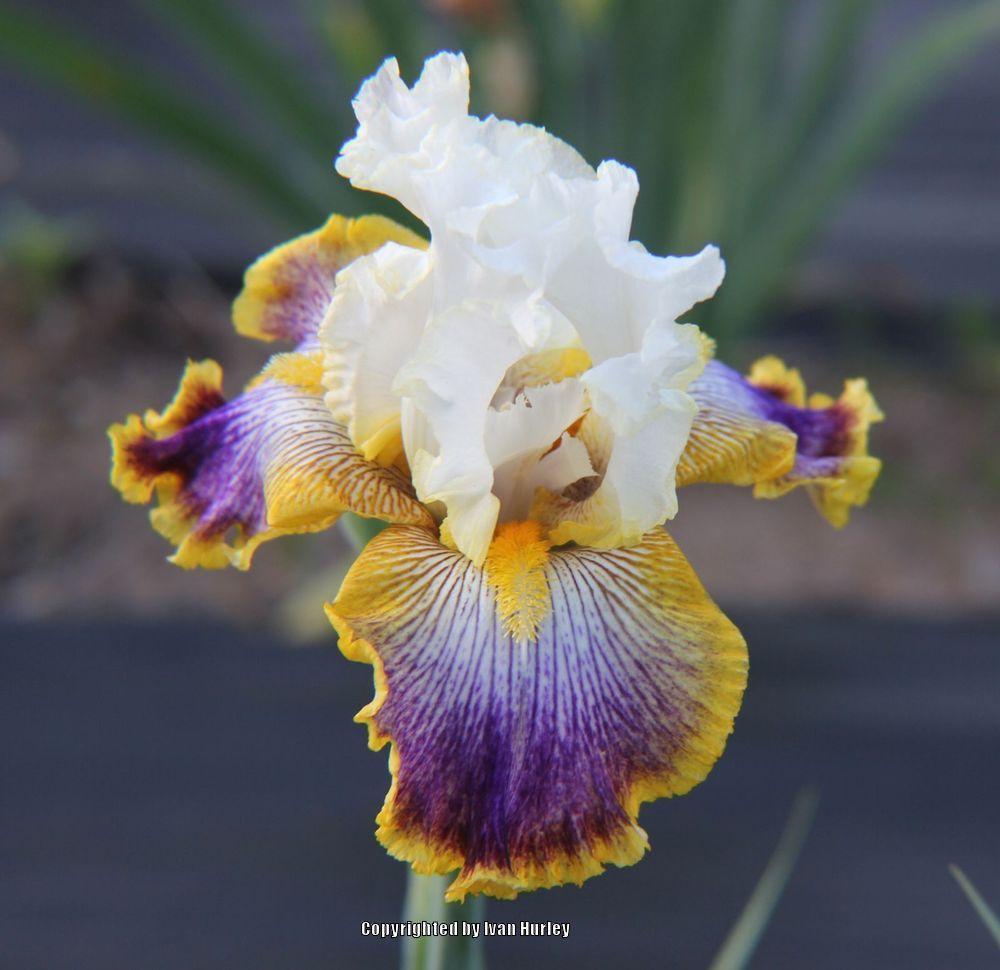 Photo of Tall Bearded Iris (Iris 'Patchwork Puzzle') uploaded by Ivan_N_Tx