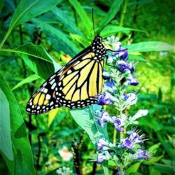 Location: Thomasville, GA USA
Date: 2019-08-15
A lucky #Monarch enjoying the sweet nectar of the Vitex bloom