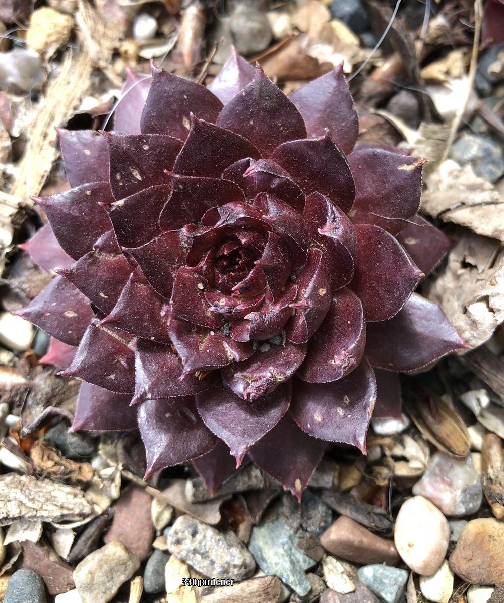 Photo of Hen and Chicks (Sempervivum 'Pacific Clydesdale') uploaded by crawgarden