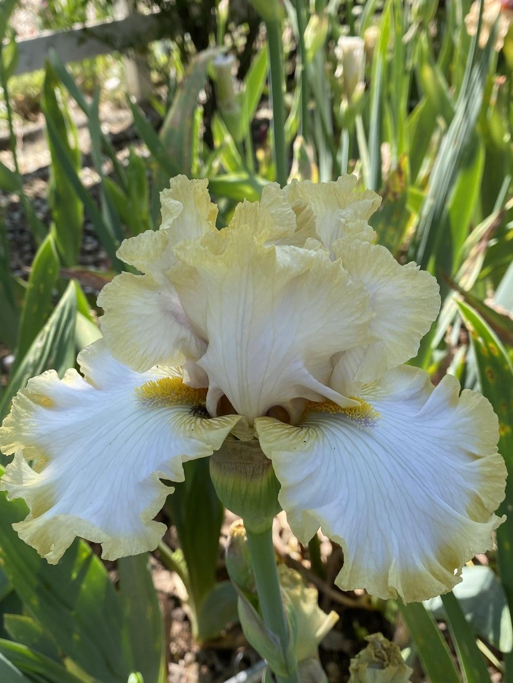 Photo of Tall Bearded Iris (Iris 'Peaceful Reverie') uploaded by iciris