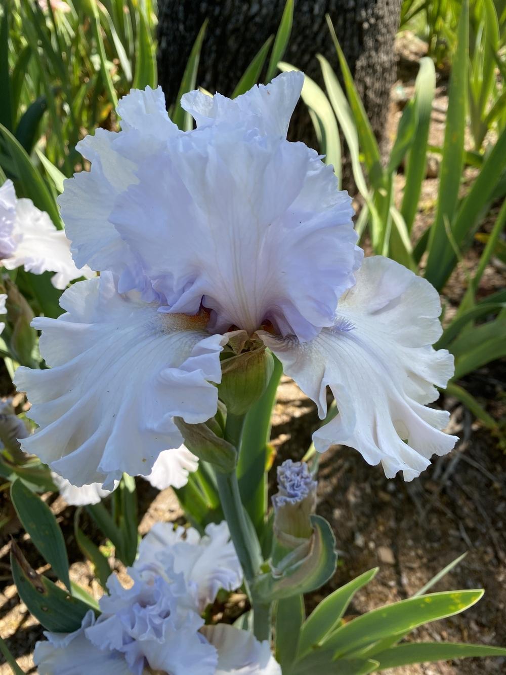 Photo of Tall Bearded Iris (Iris 'In the Mix') uploaded by iciris