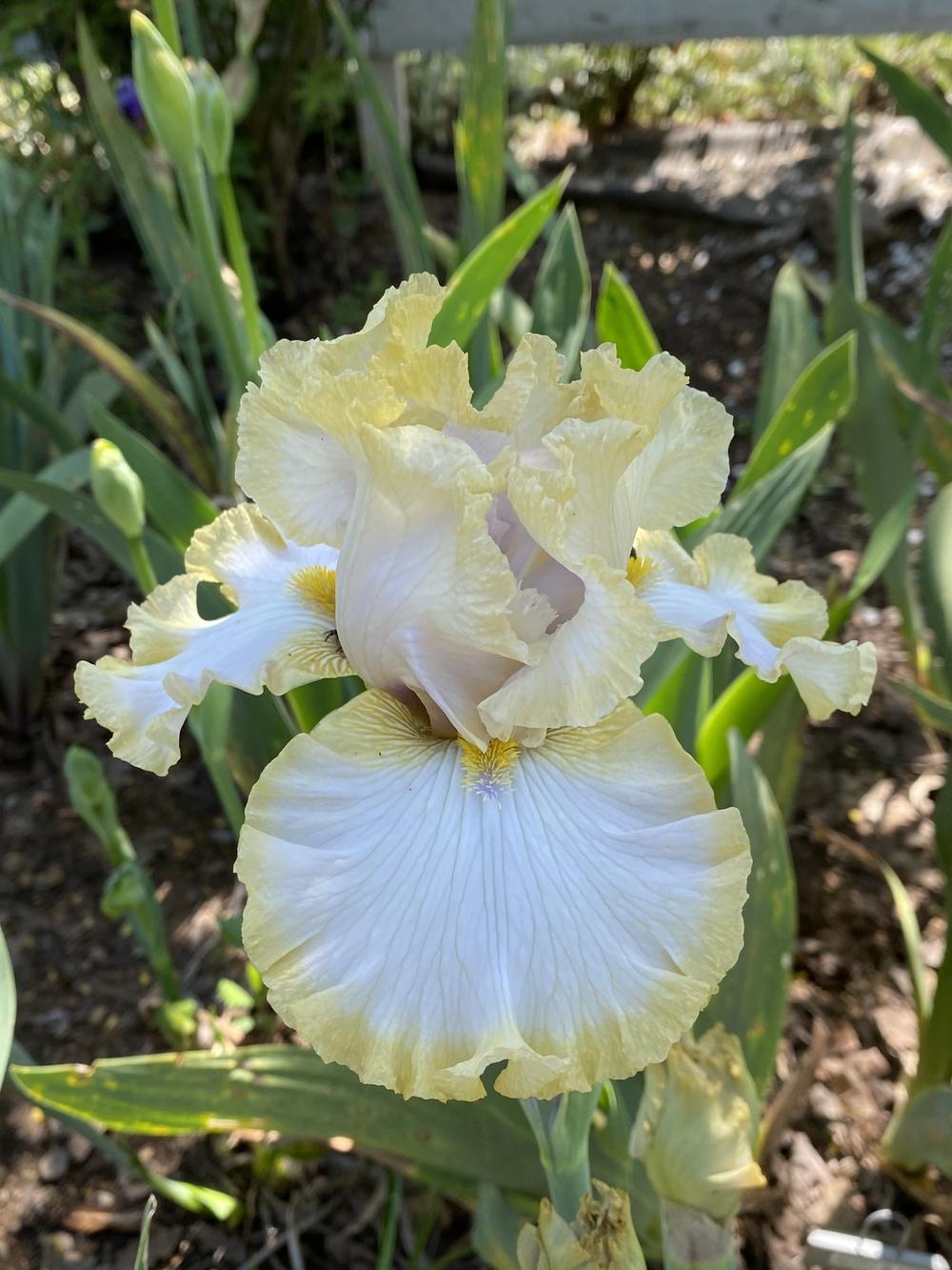 Photo of Tall Bearded Iris (Iris 'Peaceful Reverie') uploaded by iciris