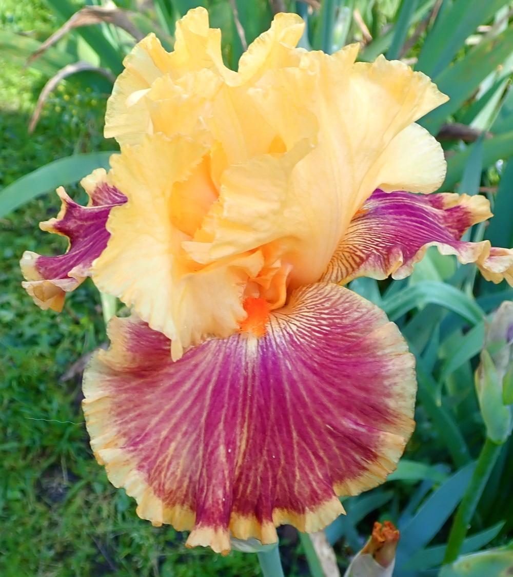Photo of Tall Bearded Iris (Iris 'Bottle Rocket') uploaded by janwax