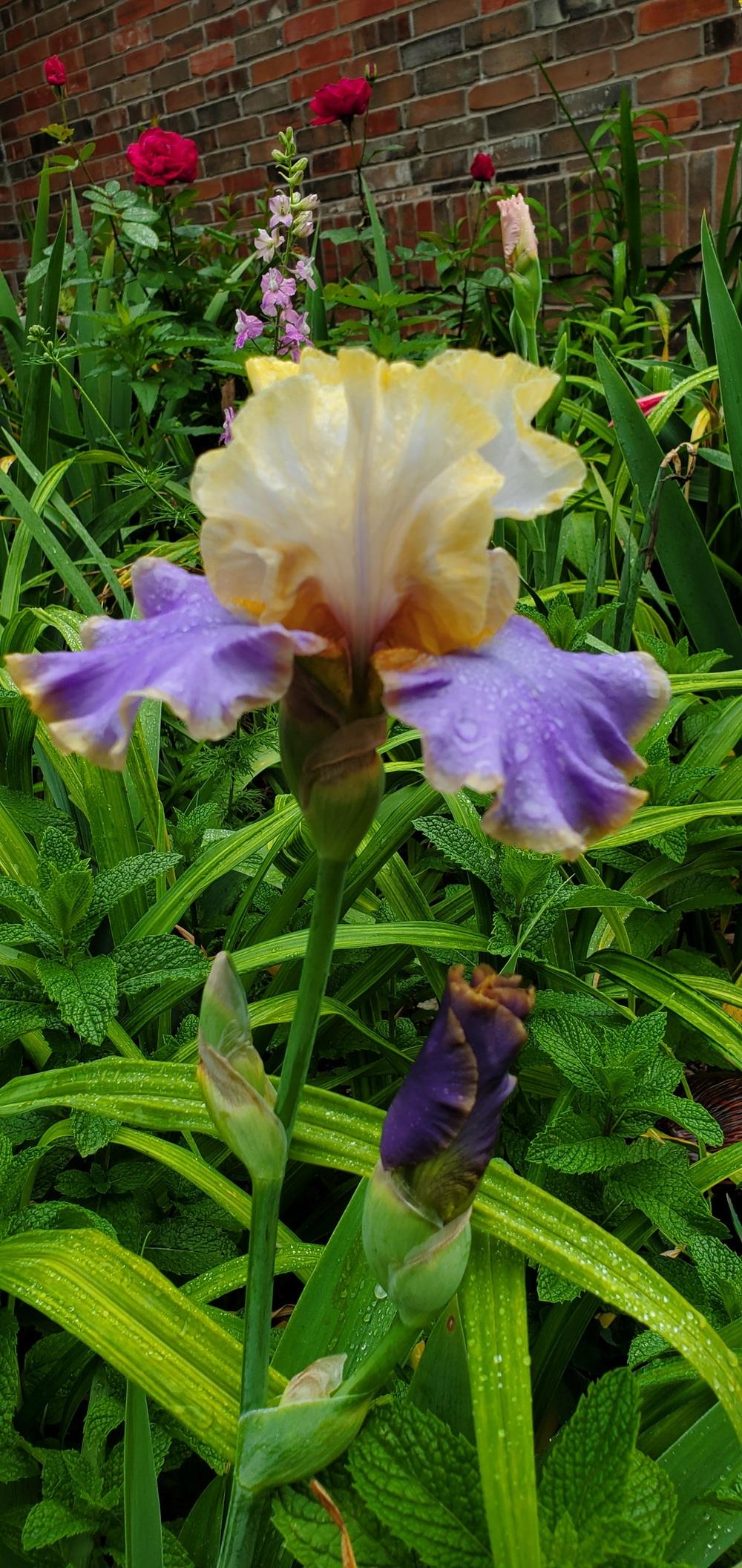 Photo of Tall Bearded Iris (Iris 'Waves of Joy') uploaded by javaMom