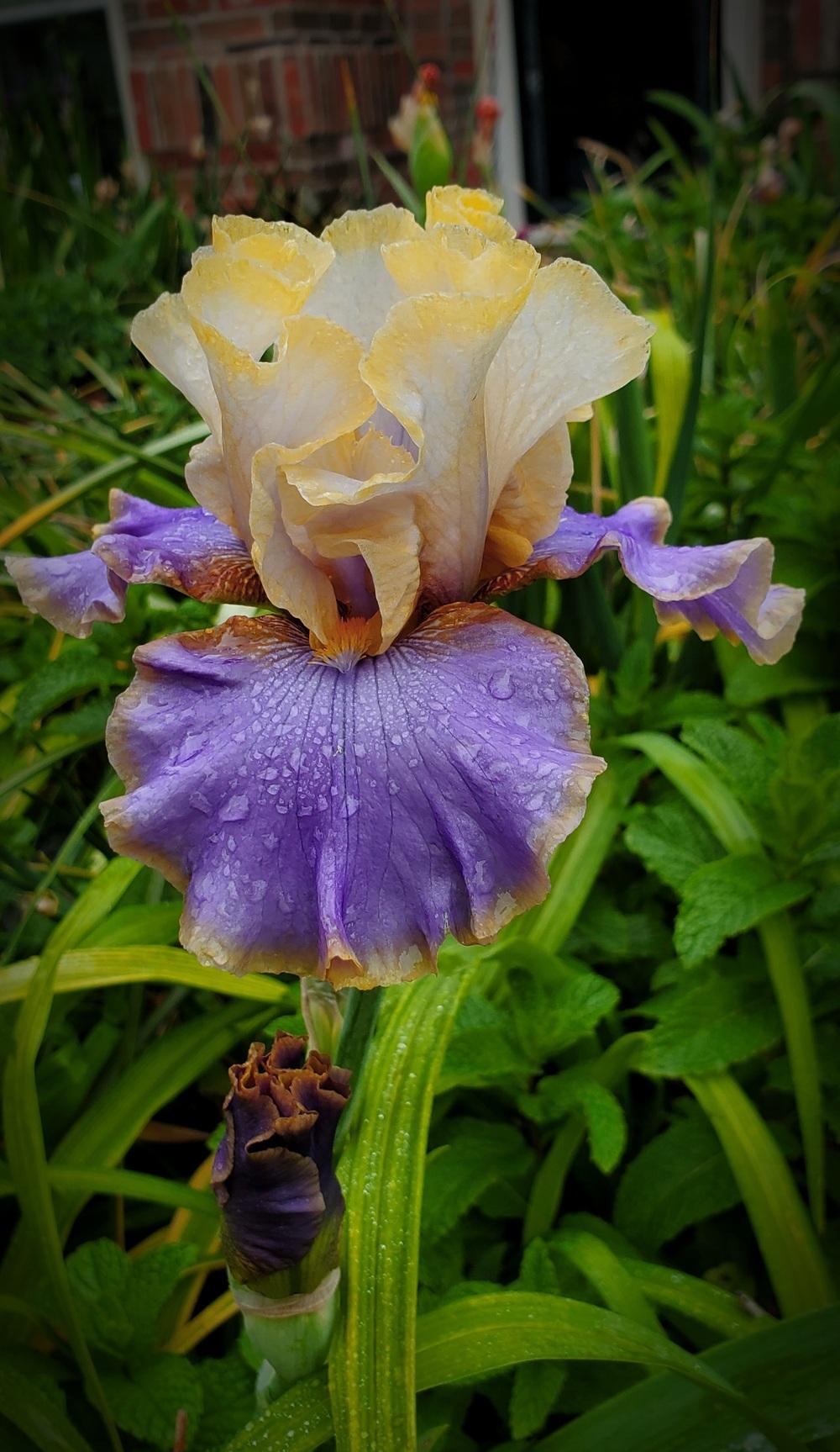 Photo of Tall Bearded Iris (Iris 'Waves of Joy') uploaded by javaMom