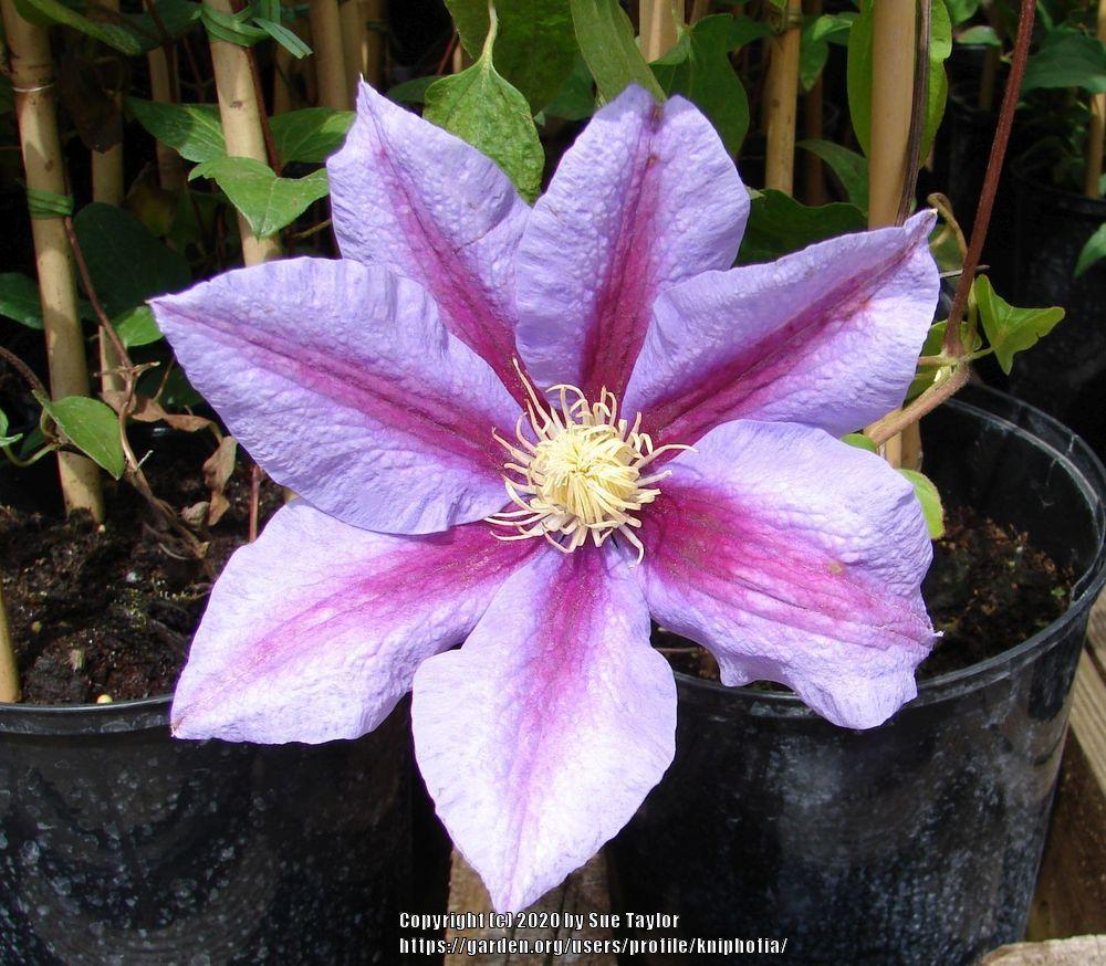 Photo of Clematis 'Barbara Jackman' uploaded by kniphofia