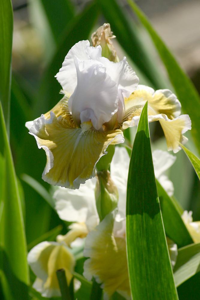 Photo of Tall Bearded Iris (Iris 'Sofia') uploaded by loosertora