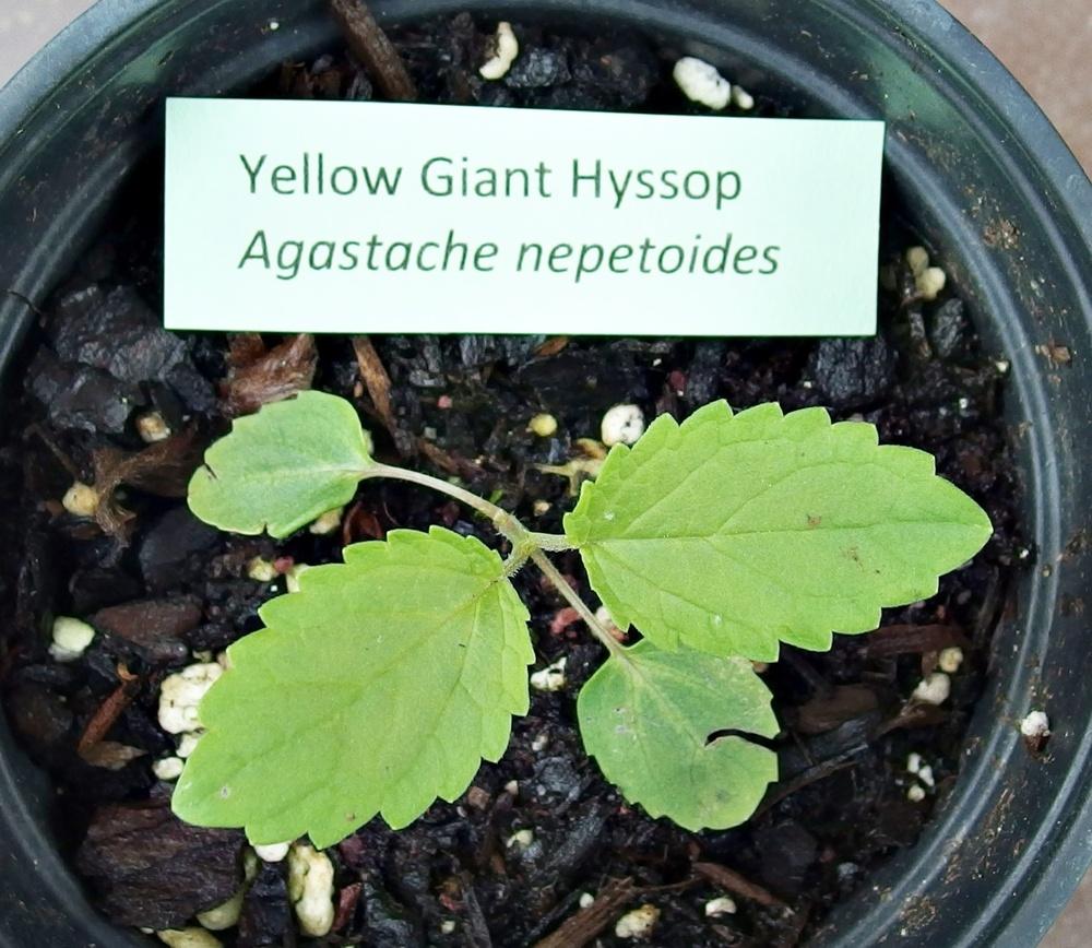 Photo of Yellow Giant Hyssop (Agastache nepetoides) uploaded by mmolyson