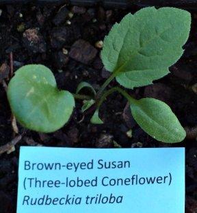 Photo of Browneyed Susan (Rudbeckia triloba) uploaded by mmolyson