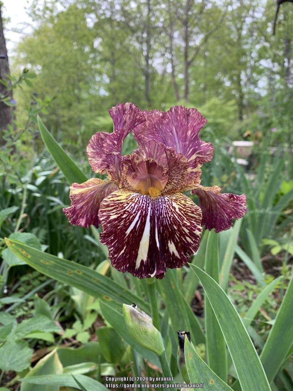 Photo of Tall Bearded Iris (Iris 'Bewilderbeast') uploaded by urania1
