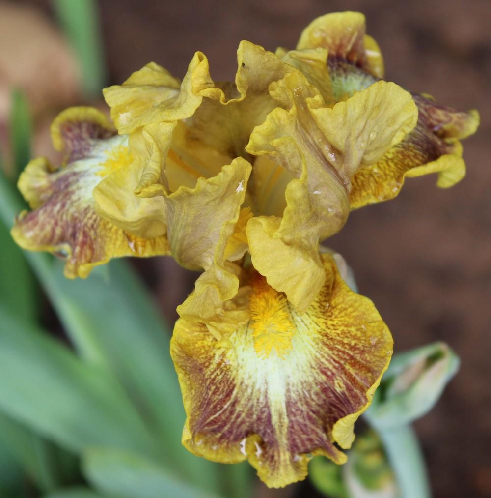 Photo of Intermediate Bearded Iris (Iris 'Sanskrit') uploaded by Bloombuddie