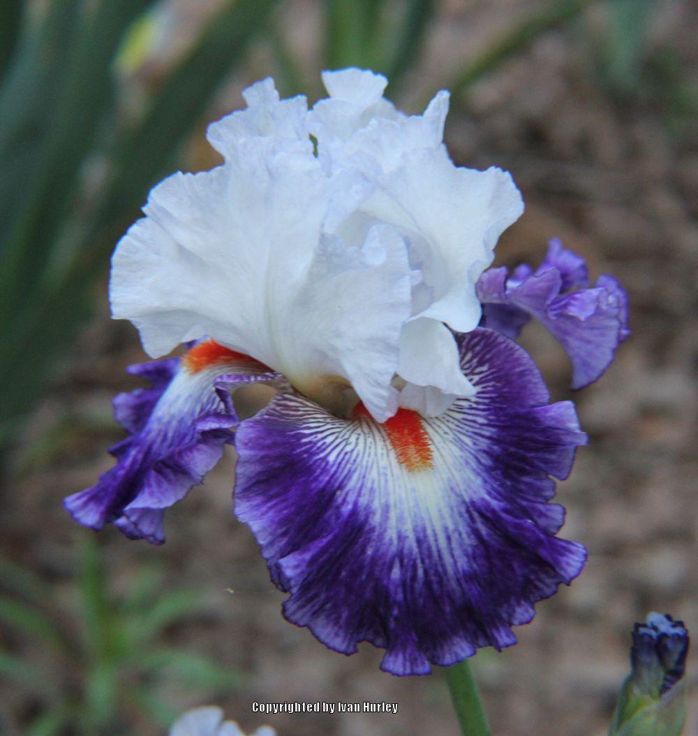 Photo of Tall Bearded Iris (Iris 'Gypsy Lord') uploaded by Ivan_N_Tx
