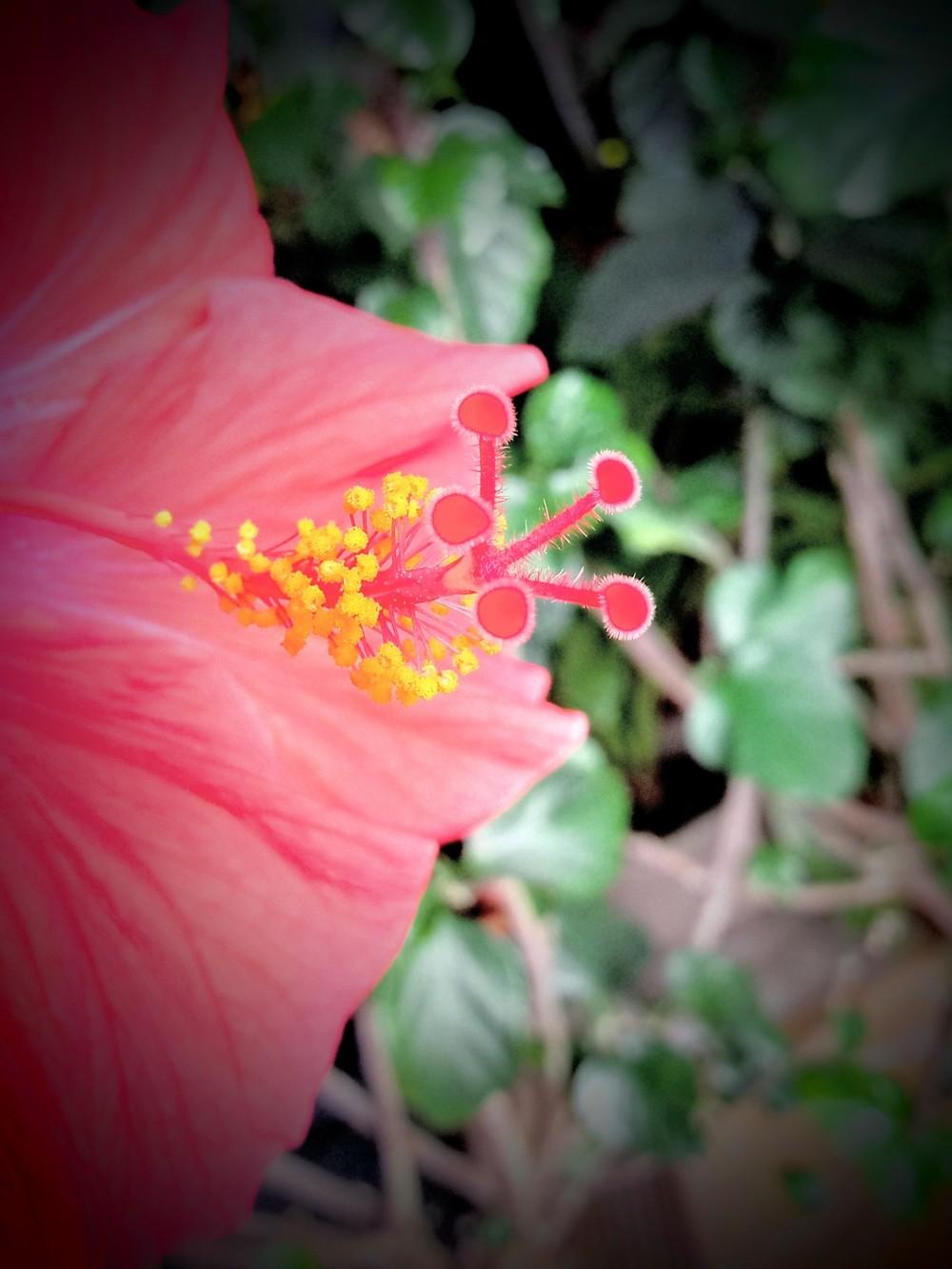Photo of Tropical Hibiscuses (Hibiscus rosa-sinensis) uploaded by JayZeke