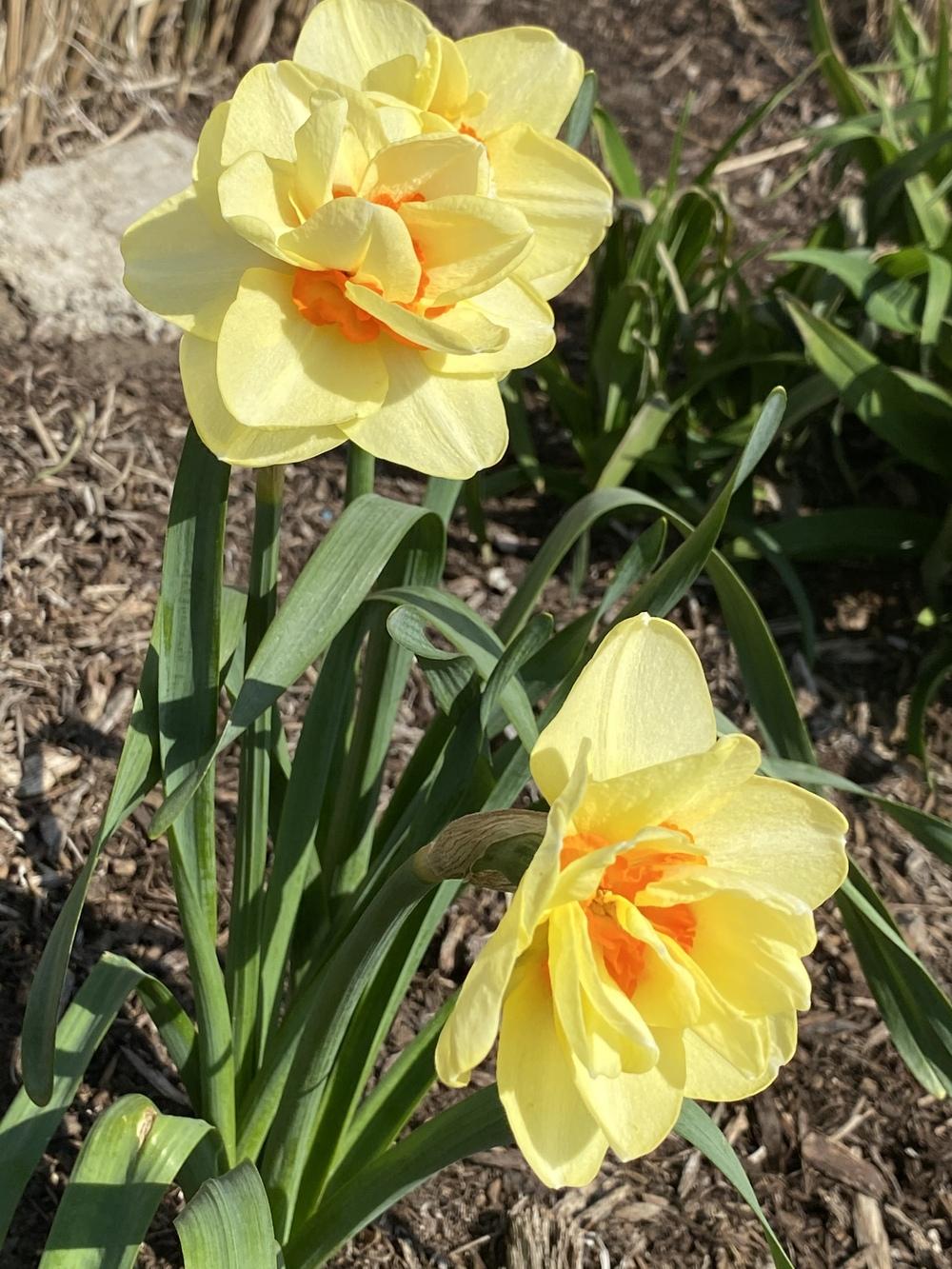 Photo of Double Daffodil (Narcissus 'Double Fashion') uploaded by Legalily