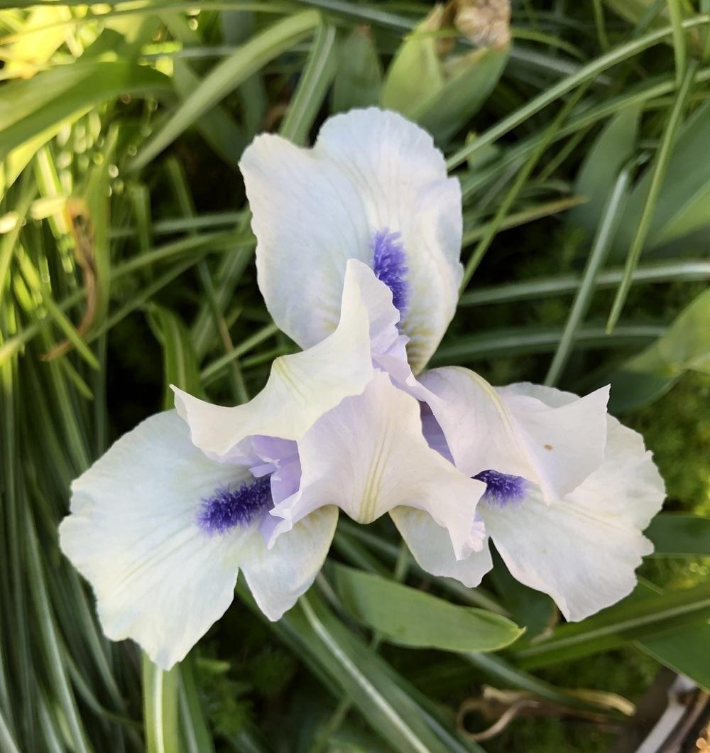 Photo of Standard Dwarf Bearded Iris (Iris 'Forever Blue') uploaded by Lilydaydreamer