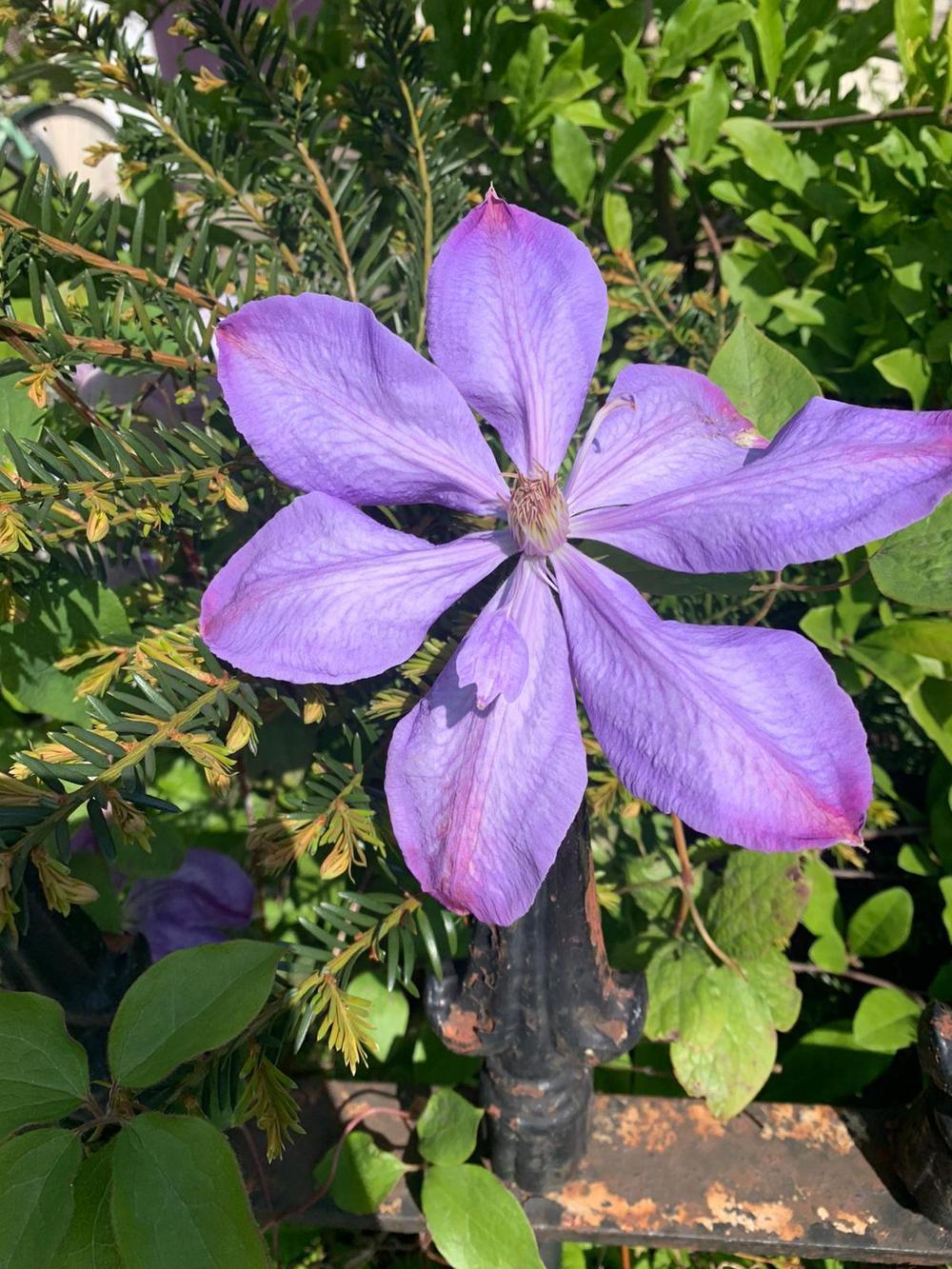 Photo of Clematis uploaded by amcneice