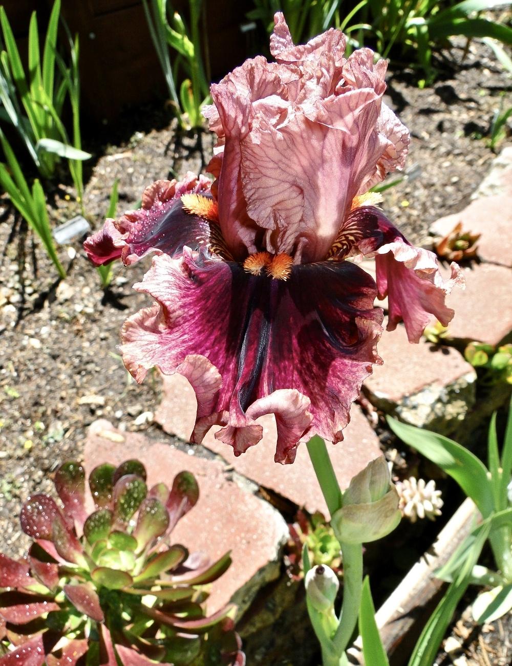 Photo of Tall Bearded Iris (Iris 'Wildcat Red') uploaded by golden_goddess