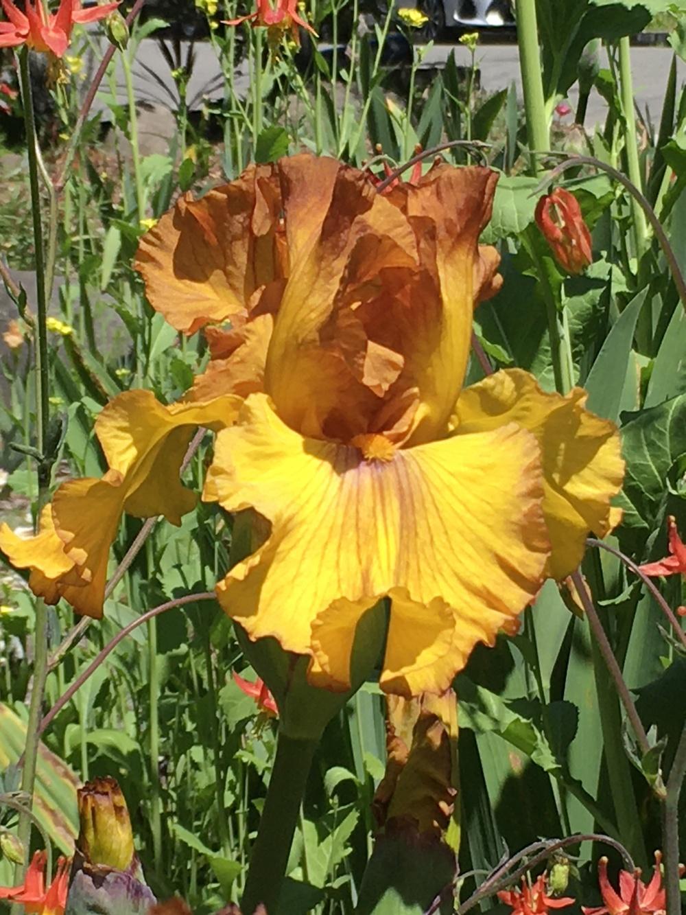 Photo of Tall Bearded Iris (Iris 'Spice Trader') uploaded by lilpod13