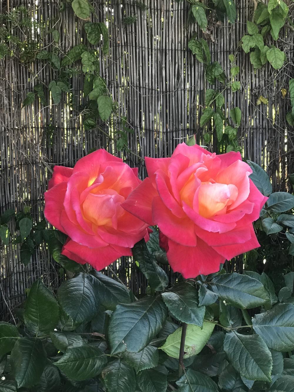 Photo of Roses (Rosa) uploaded by succulentlife