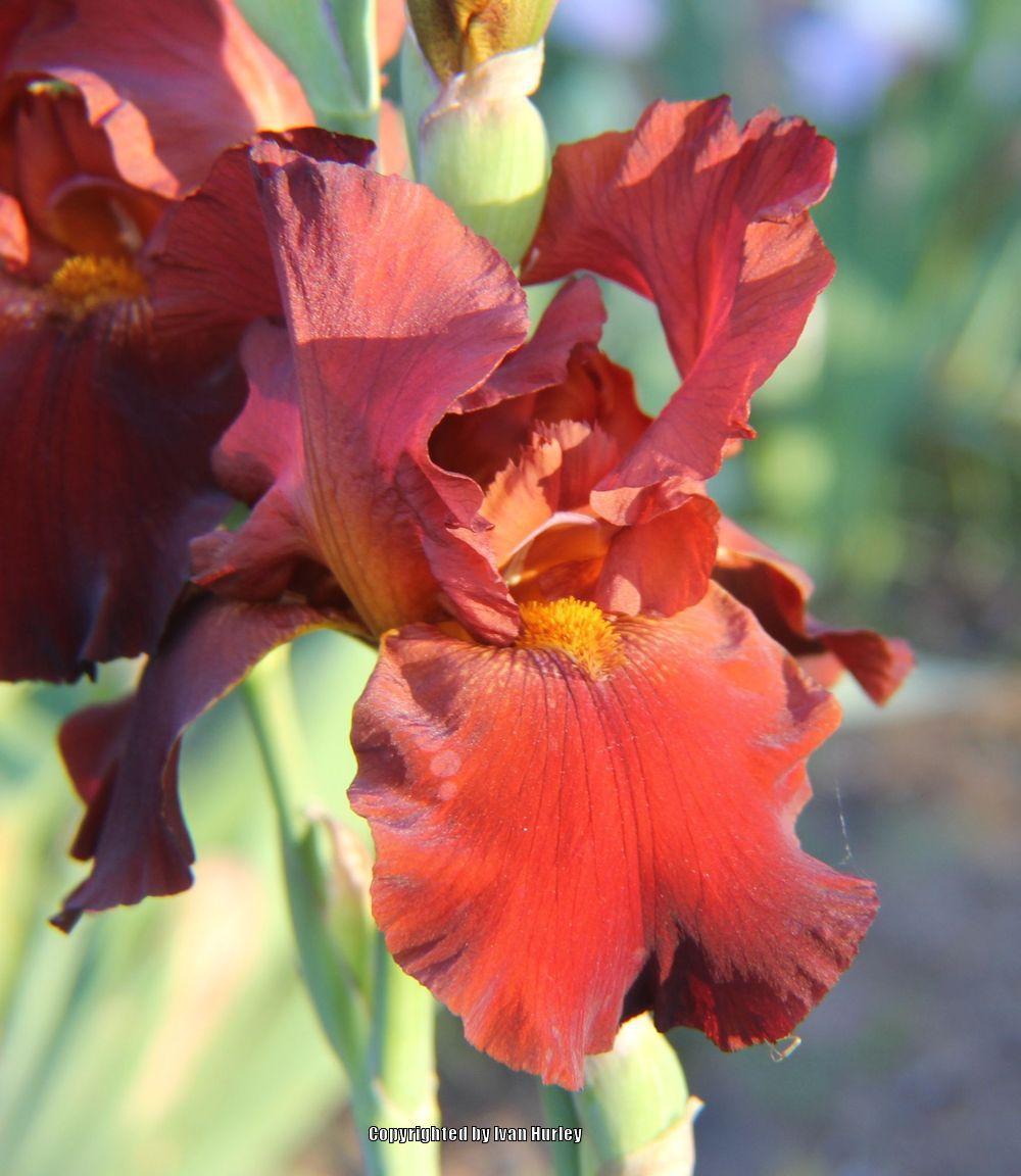 Photo of Tall Bearded Iris (Iris 'Sultan's Palace') uploaded by Ivan_N_Tx
