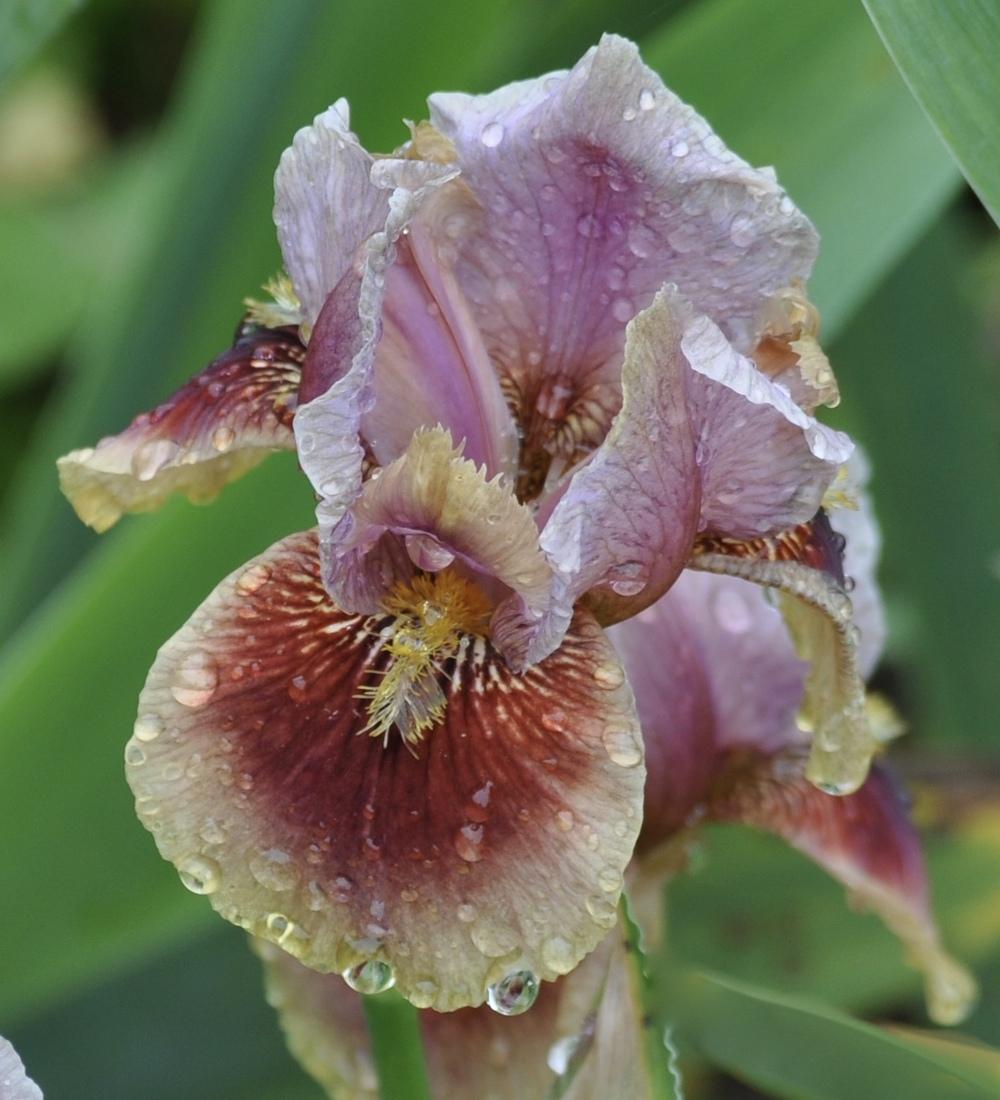 Photo of Arilbred Iris (Iris 'Calypso Dancer') uploaded by LewEm