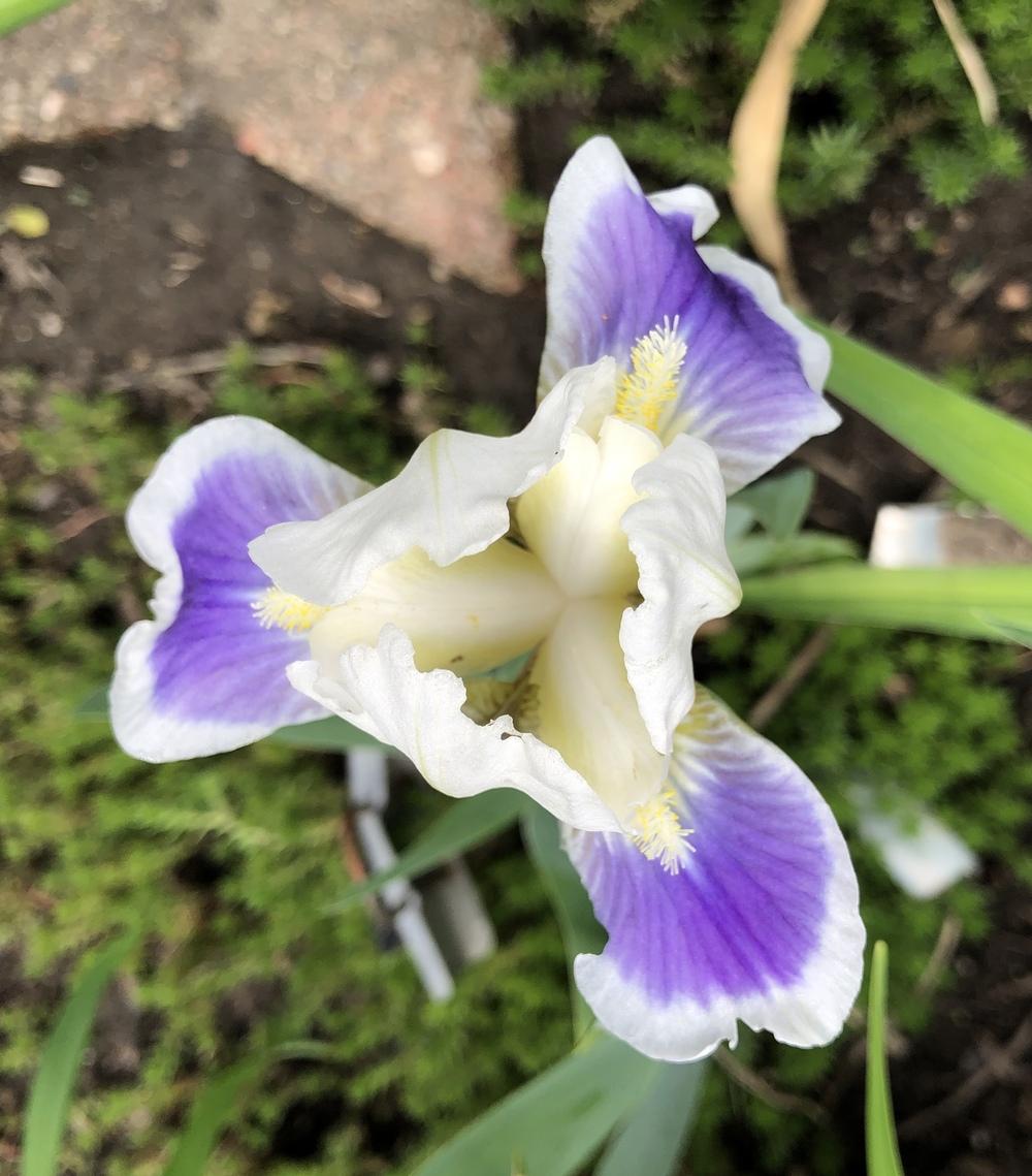 Photo of Standard Dwarf Bearded Iris (Iris 'Cosmos') uploaded by Lilydaydreamer