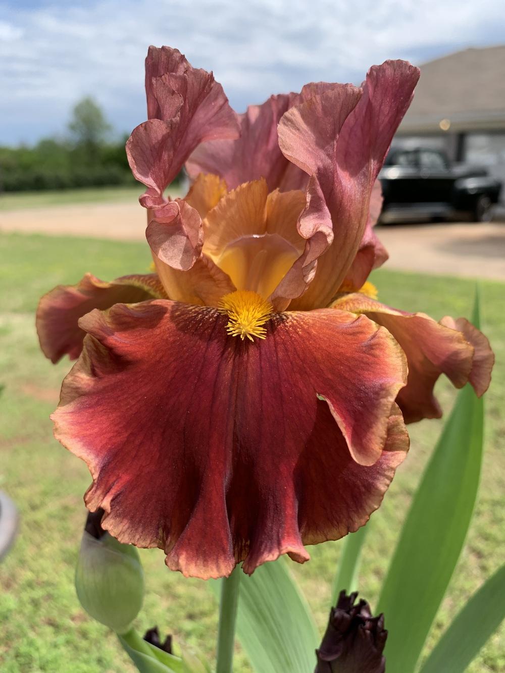 Photo of Tall Bearded Iris (Iris 'Prosit') uploaded by Winklemanmr