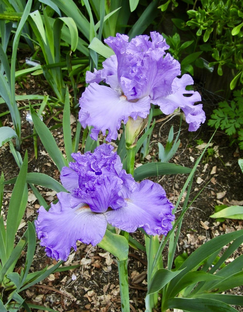 Photo of Tall Bearded Iris (Iris 'Excuse Me Darling') uploaded by golden_goddess