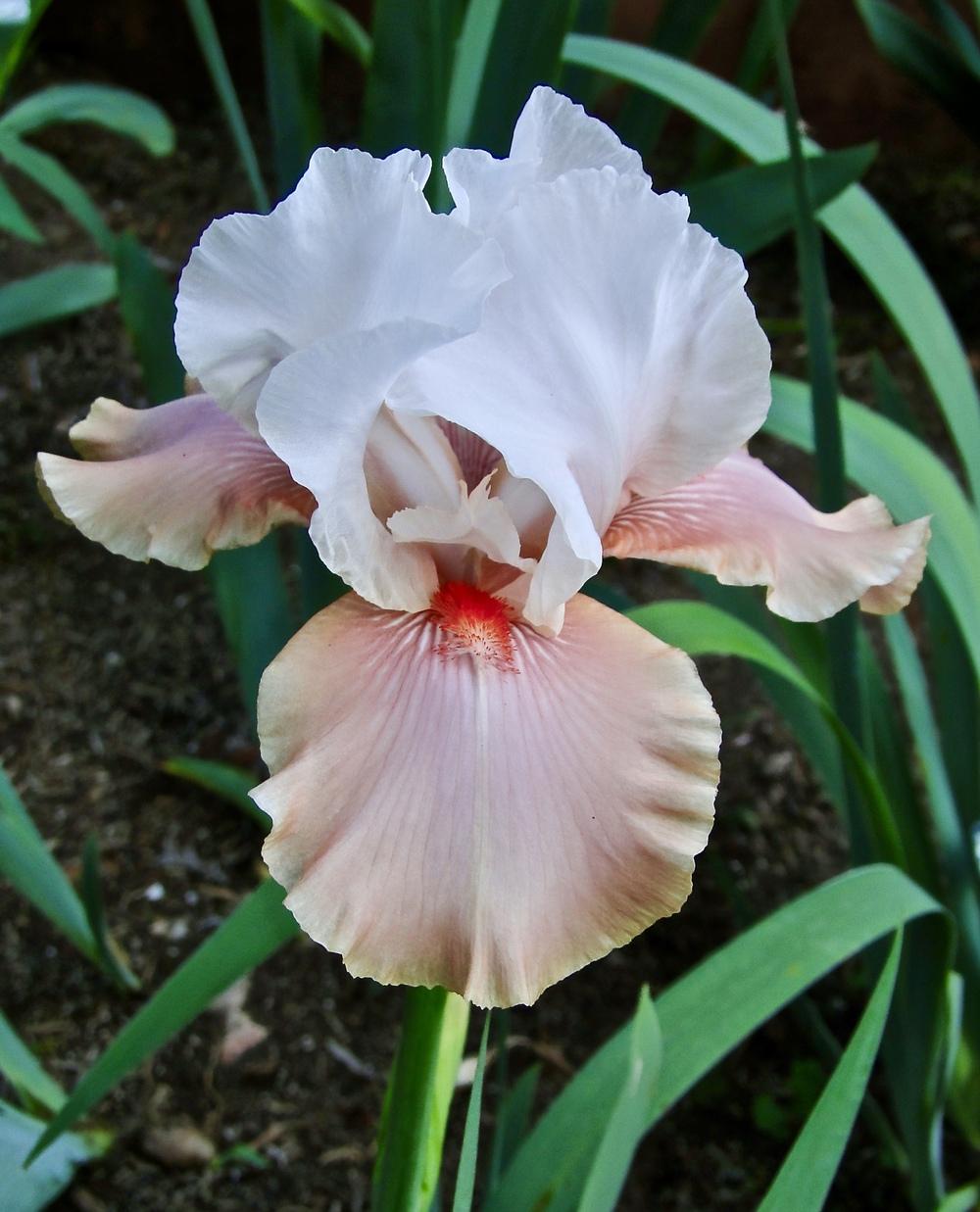 Photo of Tall Bearded Iris (Iris 'Sugar Magnolia') uploaded by golden_goddess
