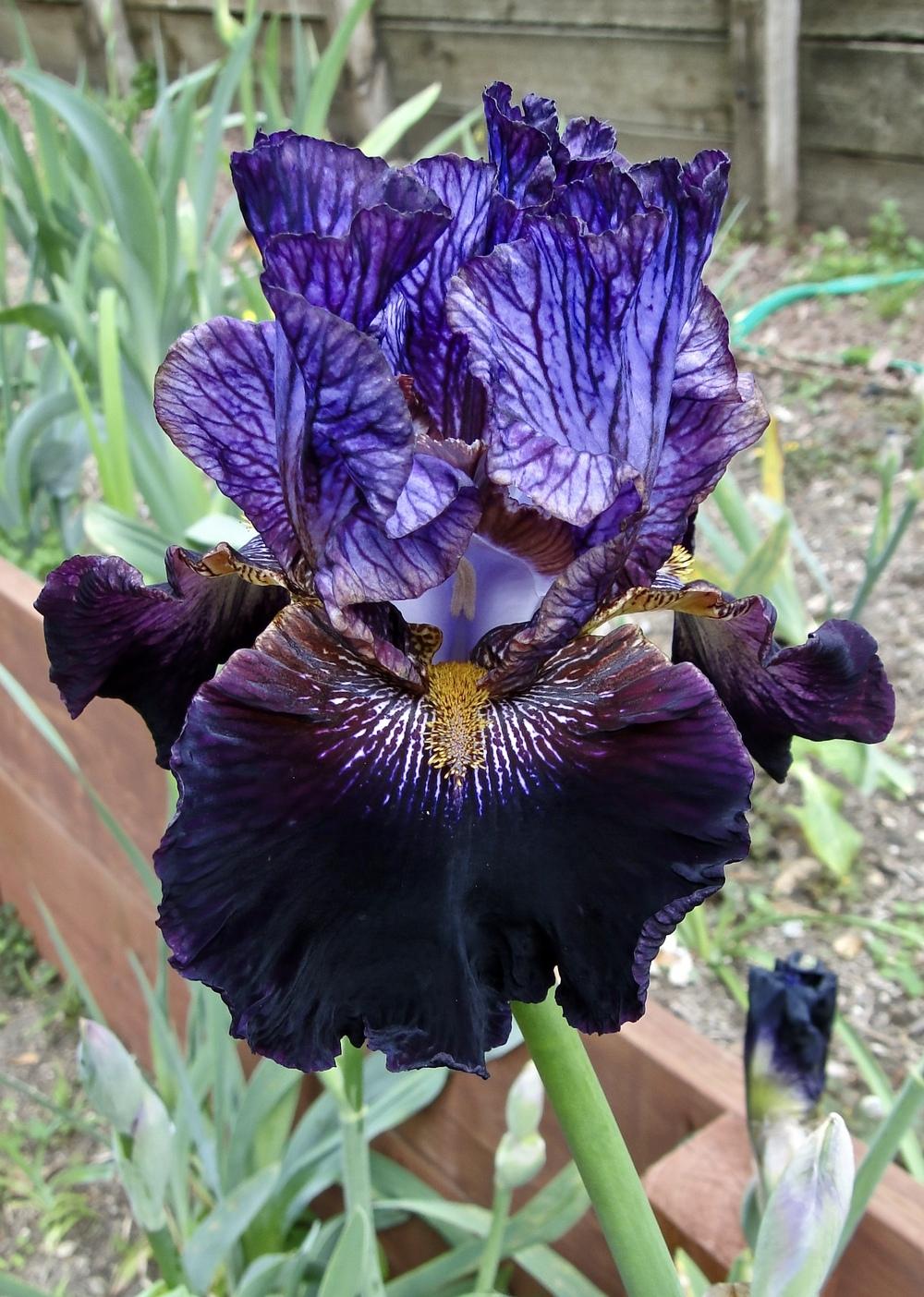 Photo of Tall Bearded Iris (Iris 'One of a Kind') uploaded by golden_goddess