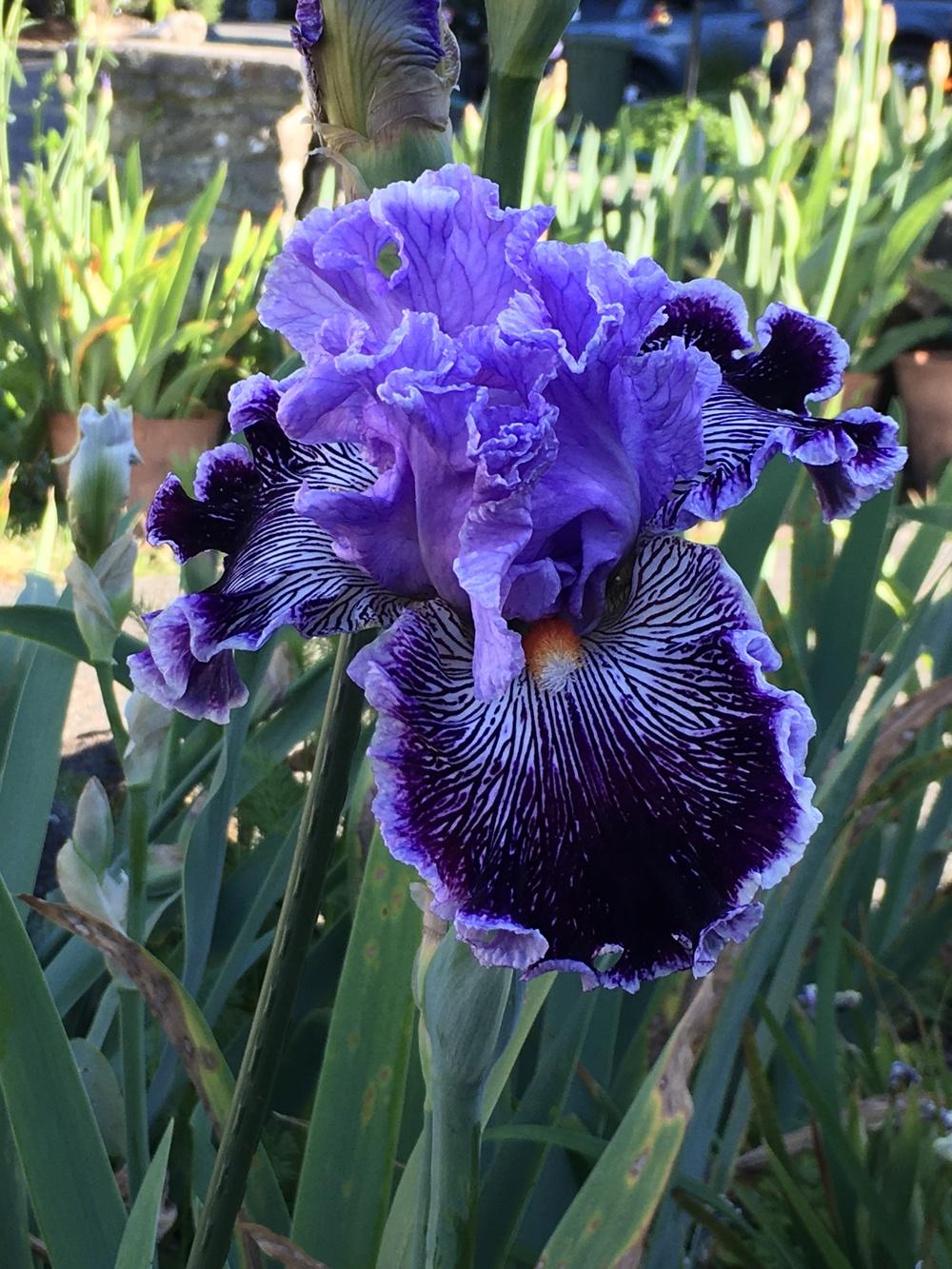 Photo of Tall Bearded Iris (Iris 'Captain Thunderbolt') uploaded by lilpod13