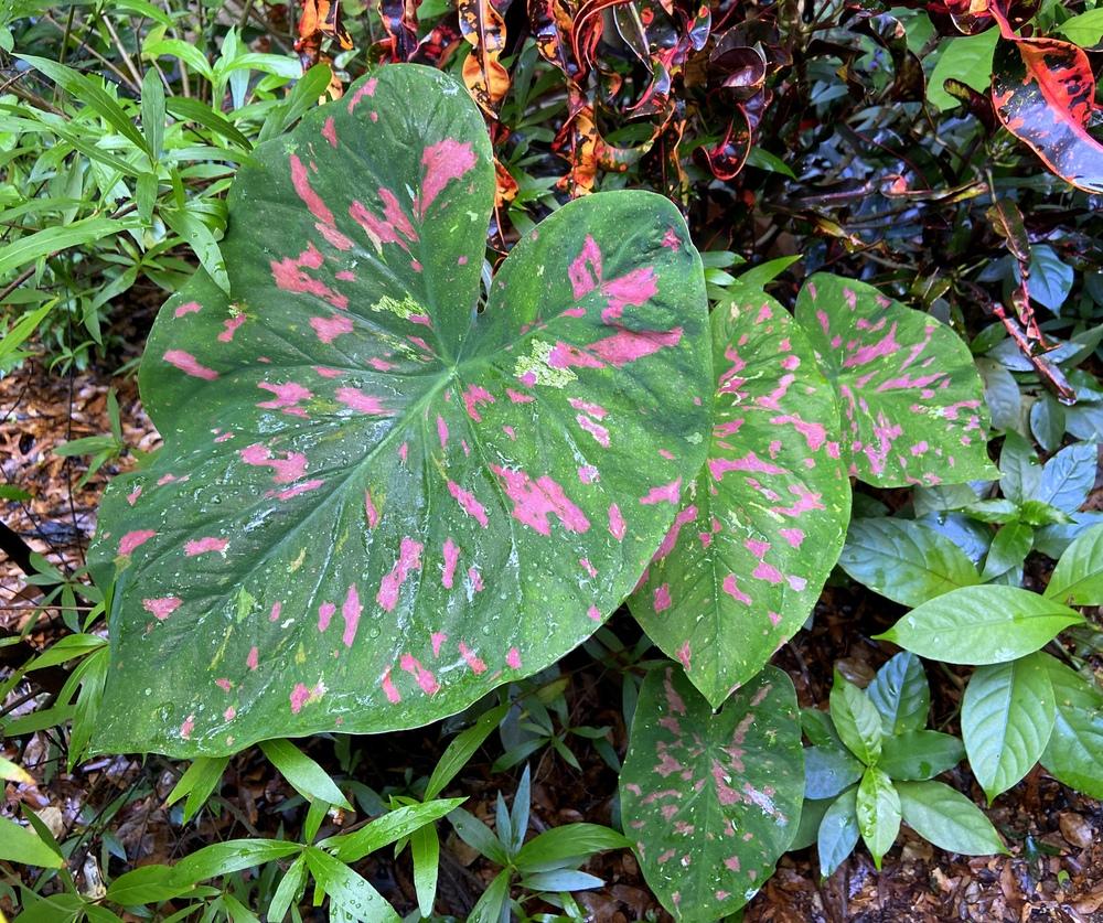 Photo of Fancy-leaf Caladium (Caladium 'Florida Beauty') uploaded by sunkissed