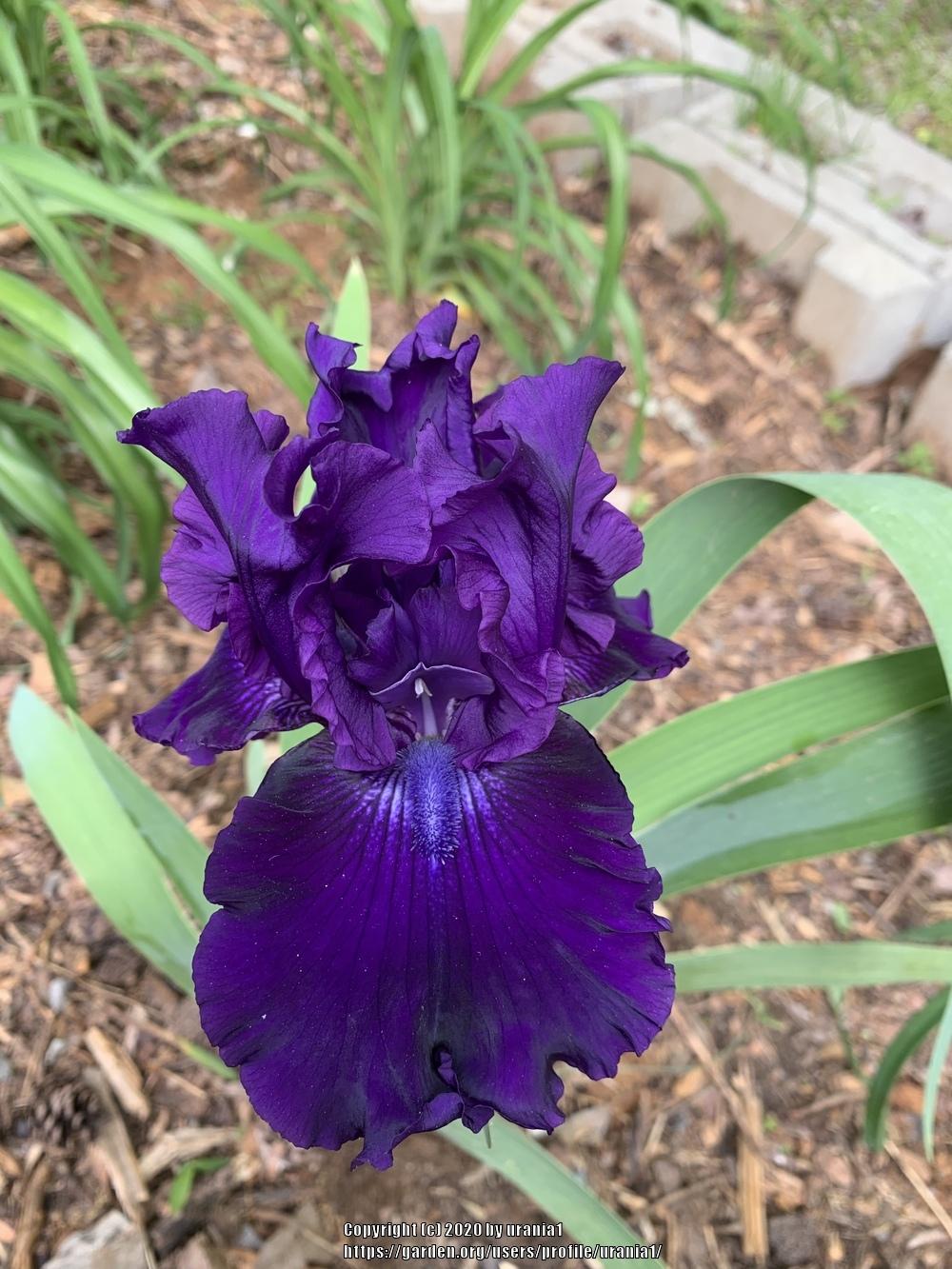 Photo of Tall Bearded Iris (Iris 'Magnificent Masterpiece') uploaded by urania1