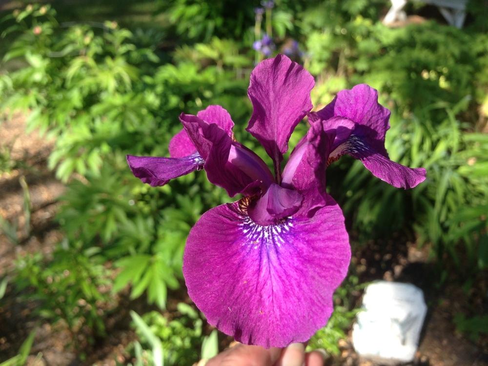 Photo of Siberian Iris (Iris 'Active Duty') uploaded by valleyrimgirl