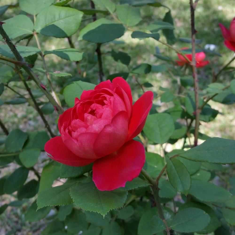 Photo of Rose (Rosa 'Benjamin Britten') uploaded by FAIRYROSE