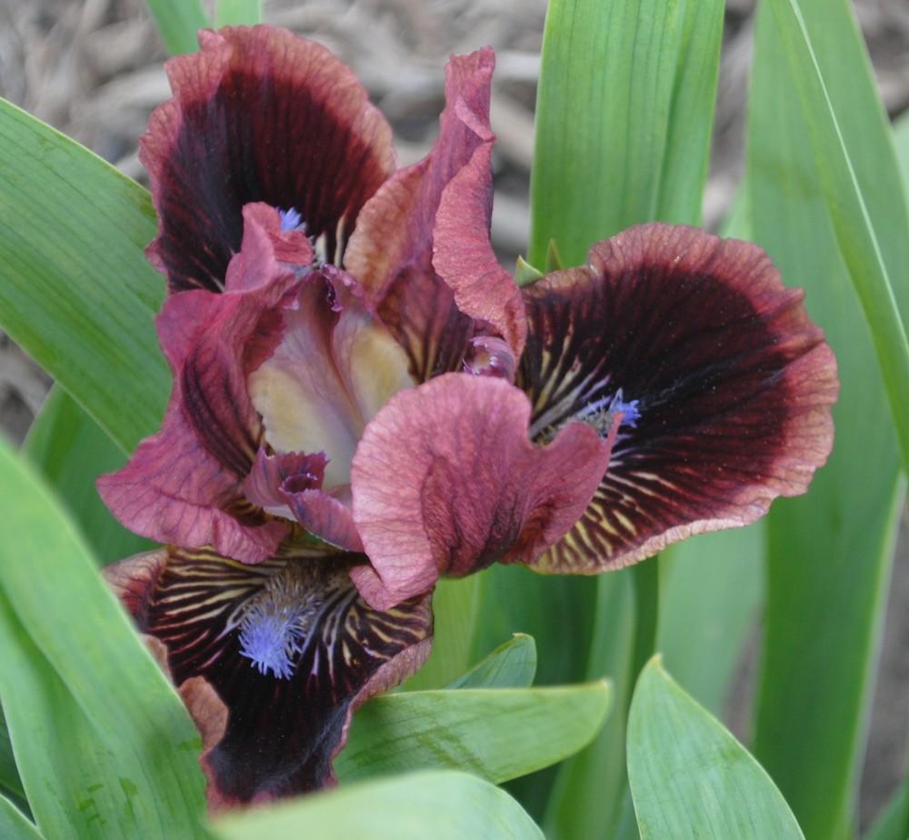 Photo of Standard Dwarf Bearded Iris (Iris 'Exotic Eyes') uploaded by Hybridizer