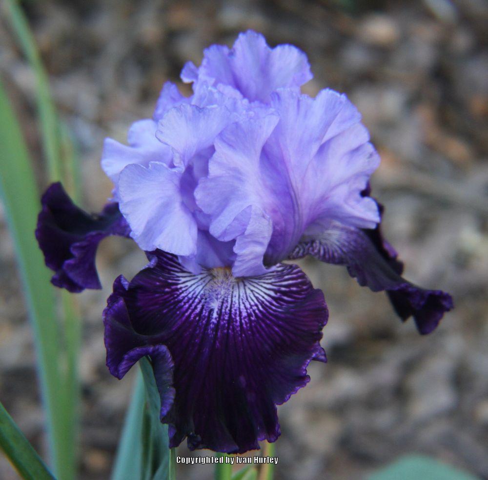 Photo of Tall Bearded Iris (Iris 'Visual Intrigue') uploaded by Ivan_N_Tx