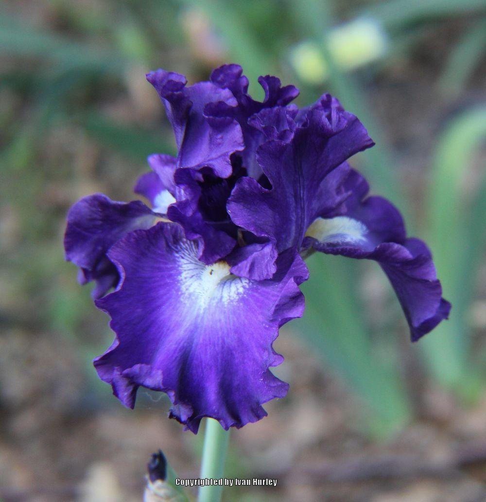 Photo of Tall Bearded Iris (Iris 'Circle of Light') uploaded by Ivan_N_Tx