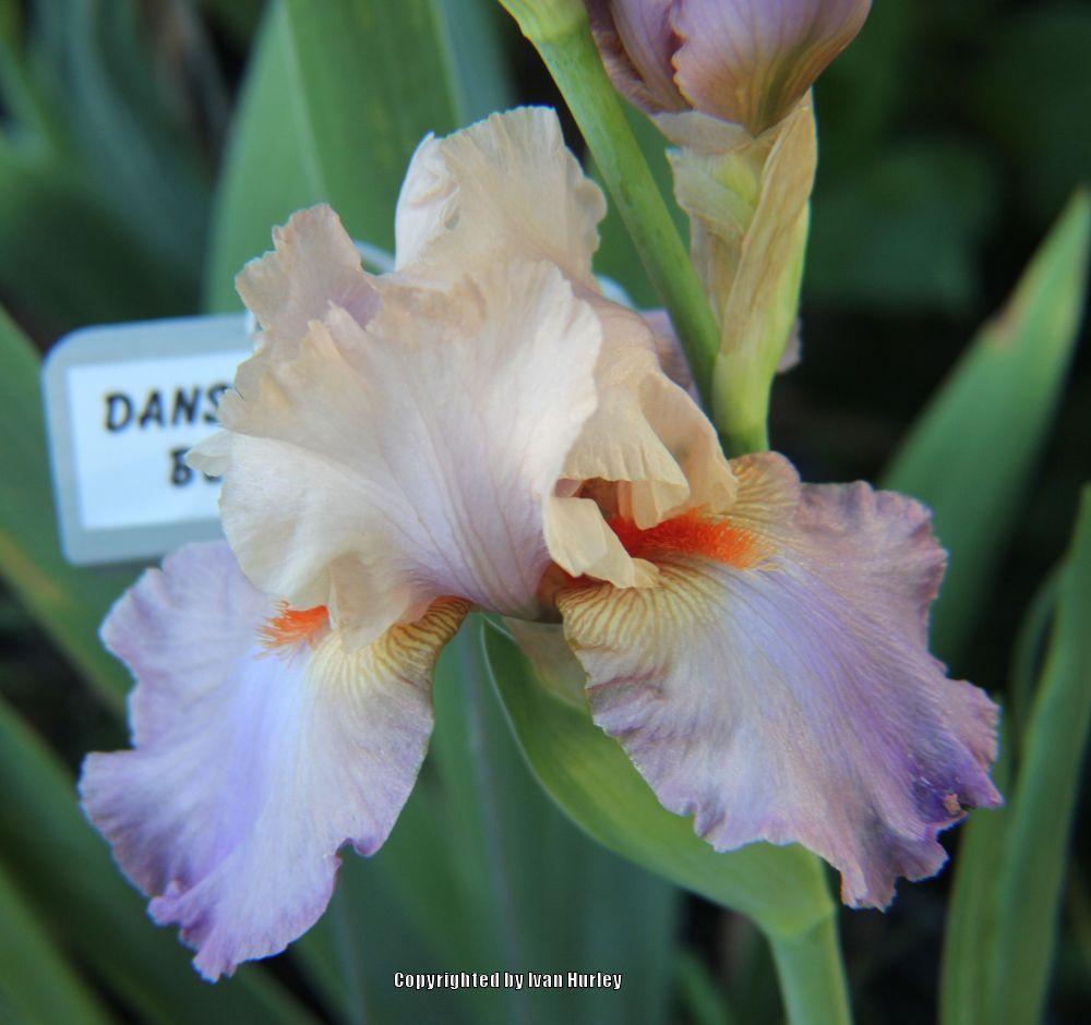 Photo of Tall Bearded Iris (Iris 'Danseur Mondain') uploaded by Ivan_N_Tx