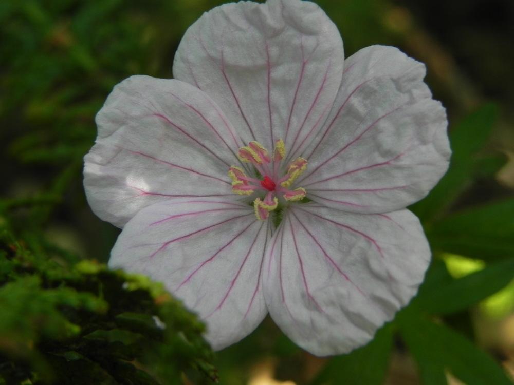 Photo of Hardy Geranium (Geranium sanguineum var. striatum) uploaded by SL_gardener